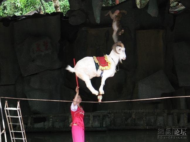 Китайский цирк: Коза на канате
