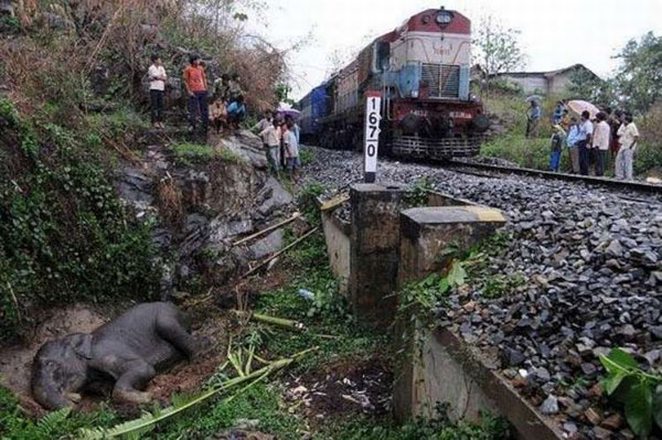 спасение слона попавшего под поезд в Индии