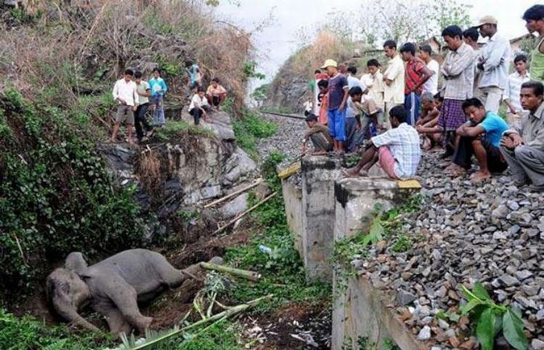 спасение слона попавшего под поезд в Индии