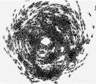 группа муравьёв начинает, совершенно беспричинно, бегать по замкнутому кругу, постепенно вовлекая в свой бесконечный цикл всё больше и больше своих сородичей