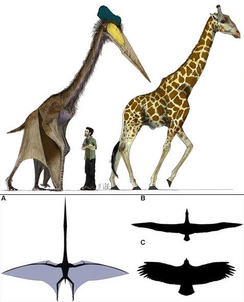сравнение размеров птерозавра с человеком и жирафом