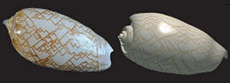 <i>Olivia porphyria</i>. Слева – реальный моллюск, справа – виртуальная модель, выросшая точь-в-точь как настоящая (фото Alistair Boettiger/UC Berkeley).