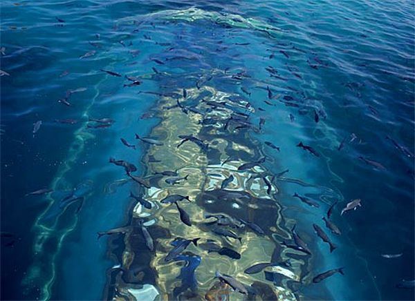 Подводный ресторан Ithaa (Ithaa Undersea restaurant) находится на Мальдивах на глубине 5 метров возле одного из двух частных островов