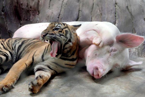 Тигр и свинья дружно живут в одной клетке