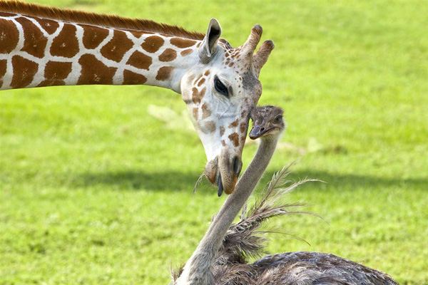 Трехлетний жираф Беа и страус Вилма завели романтическую дружбу