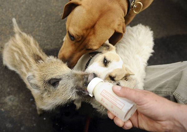 Кабанчик по кличке Шницель соображает на троих бутылку молока с двумя собаками