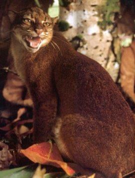 Калимантанская кошка (Catopuma badia).
