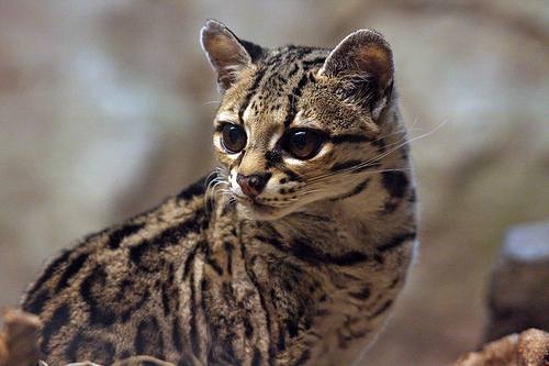 Оцелот (Leopardus pardalis).
