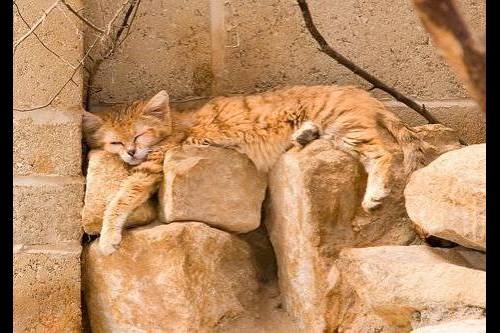 Песчаная, барханная, или пустынная кошка (Felis margarita)