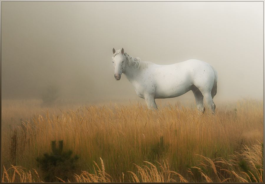 Лошадь - животное из сказки