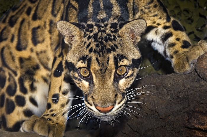 Condivisione Stampante Vista Leopard