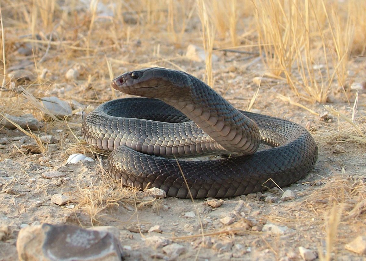 Чёрная кобра (Walterinnesia aegyptia)