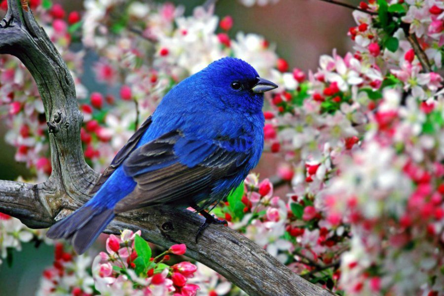 Птицы одни из удивительных созданий природы.