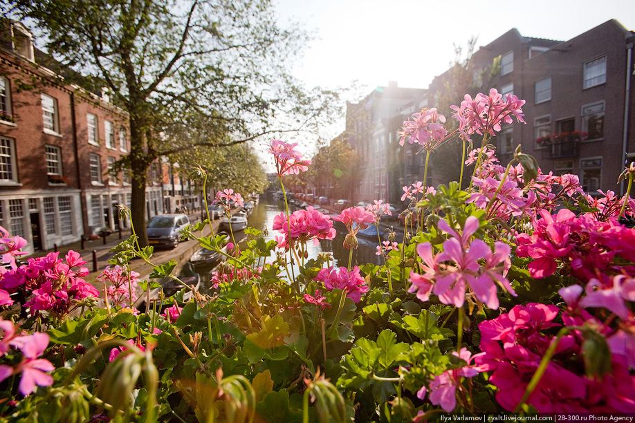Цветные контрасты Амстердама
