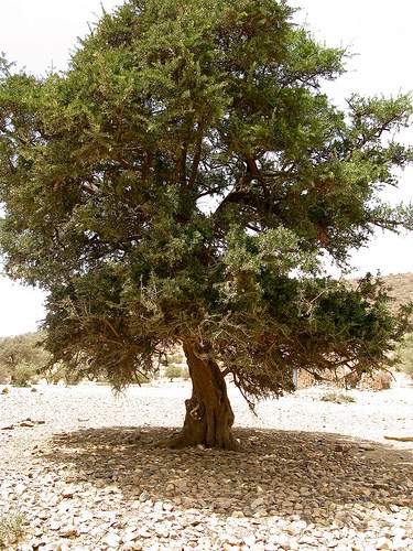 дерево аргания колючая Argania spinosa