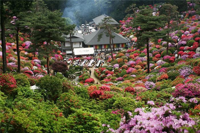 Красочный фестиваль азалий проходит ежегодно в городе Татэбаяси