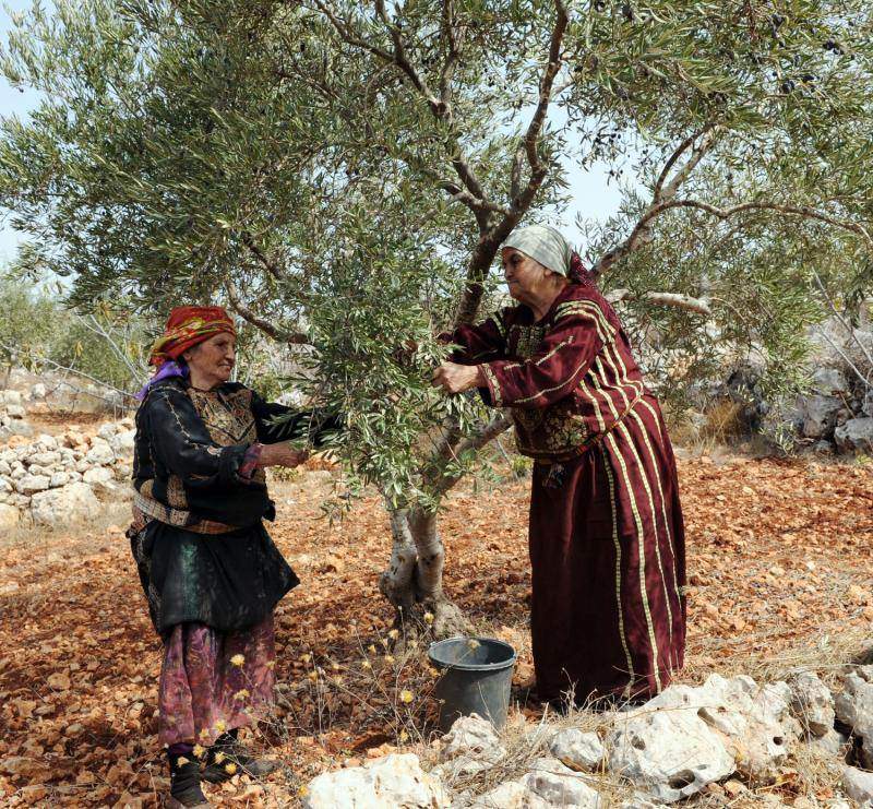 Палестинские женщины в традиционной одежде собирают оливки в местечке Турмус-Айя на Западном берегу. (UPI/Debbie Hill)