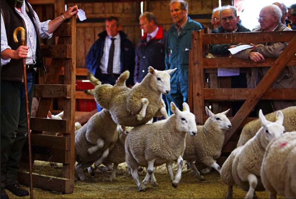 Крупнейший в Европе аукцион домашнего скота