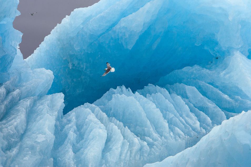 Исландская полярная чайка пролетает на фоне большого айсберга. Шпицберген, Норвегия.