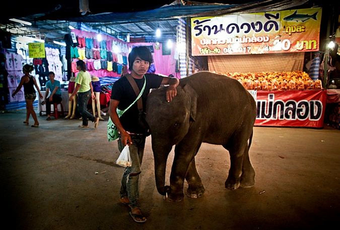Слоны и погонщики Таиланда