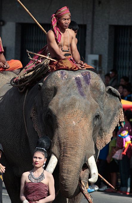 Слоны и погонщики Таиланда
