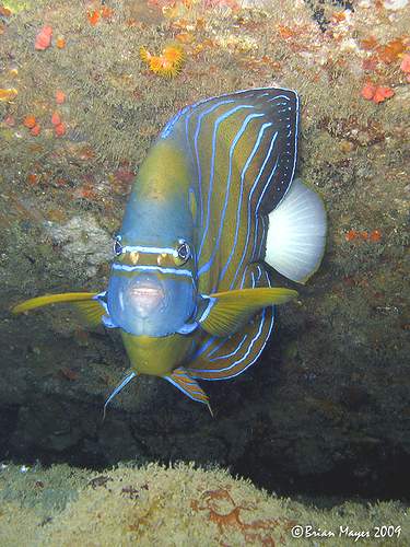 Морской красавец рыба-ангел P. annularis 