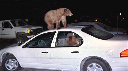 Медведи потрошат автомобили в поисках пищи