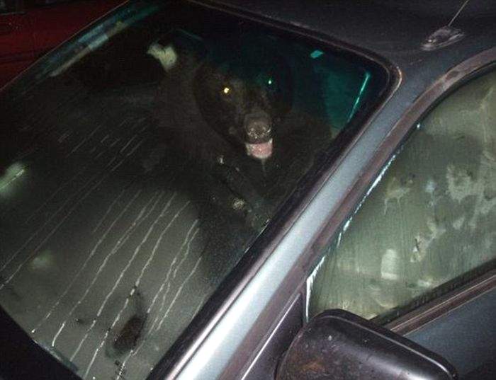 Медведи потрошат автомобили в поисках пищи