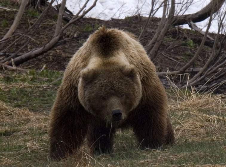 В Японии медведь напал на туристов и серьезно ранил их