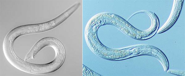 У круглых червей Caenorhabditis elegans нет самок, а есть только самцы (слева) и гермафродиты (справа). Гермафродитов можно отличить по тоненькому длинному хвостику. Фото с сайтов www.nematodes.org и www.kiwicrossing.com