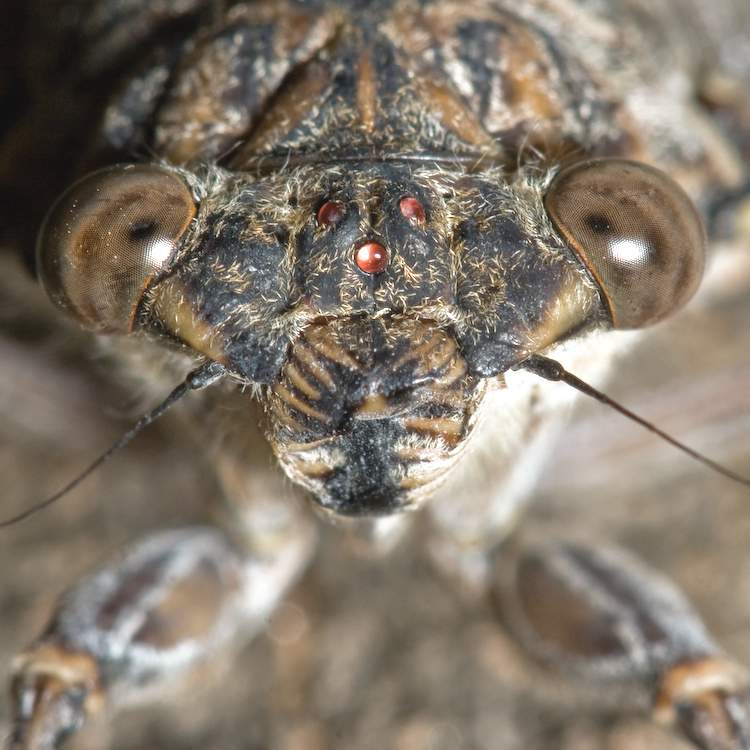 Цикады настоящие (Cicadidae)