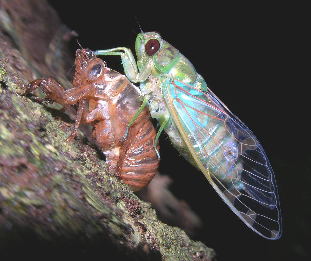 Цикады настоящие (Cicadidae)