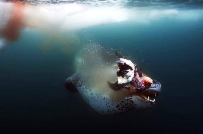 Морской леопард - настоящий антарктический хищник