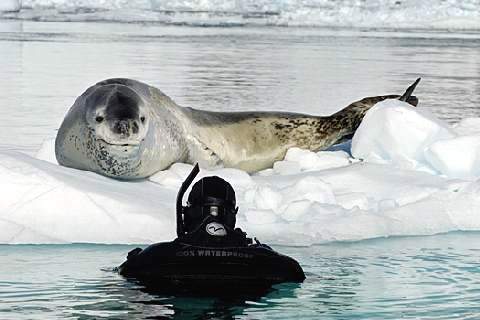 Морской леопард - один из самых крупных представителей семейства настоящих тюленей
