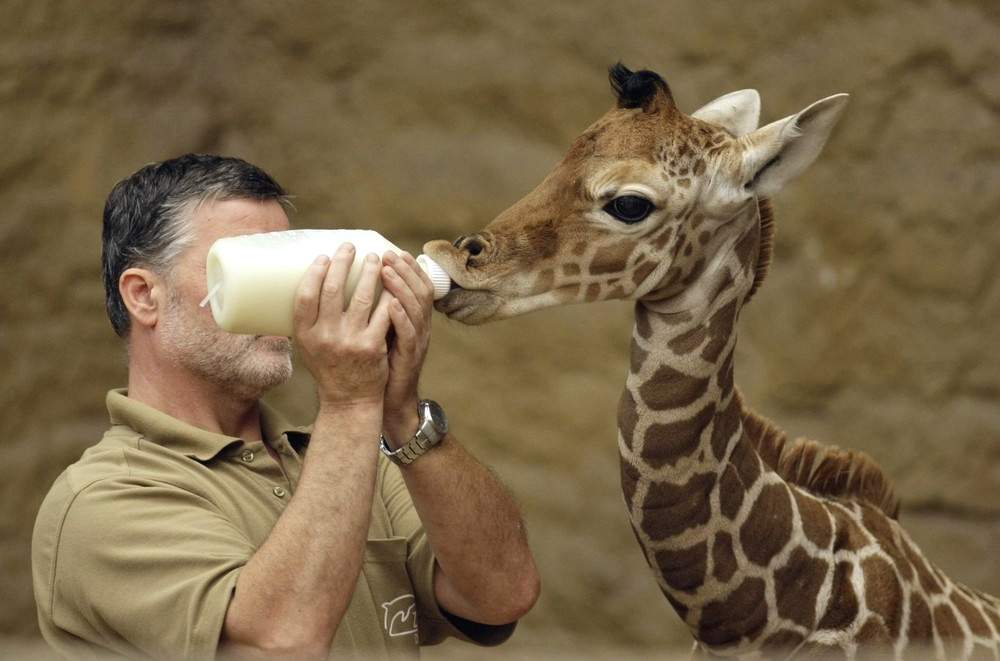 В зоопарке Дуйсбурга, Германия родился жираф.