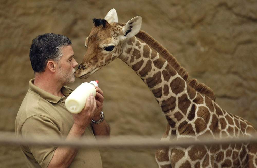 В зоопарке Дуйсбурга, Германия родился жираф.