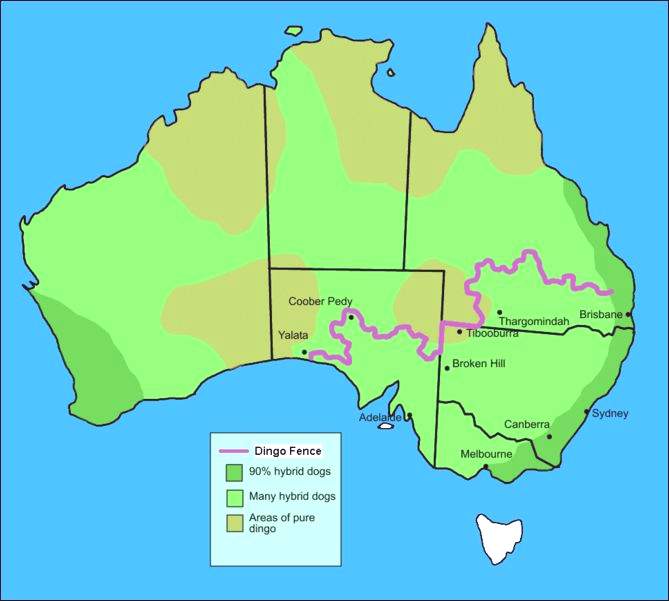 Австралийский забор защиты от Динго