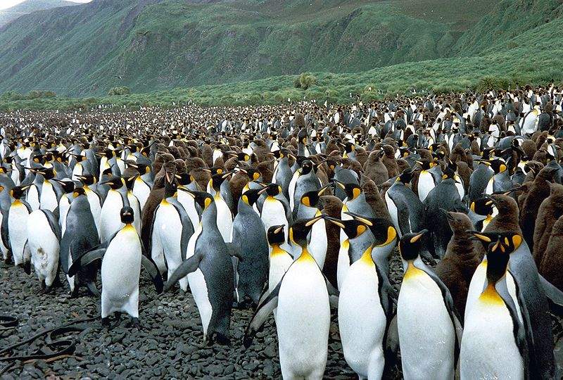 Животный мир богат многими представителями фауны - пингвины (королевский, ослиный, папуа, пингвин Маккуори, Адели, императорский), киты, многочисленные птицы, попугаи, альбатросы, тюлени.