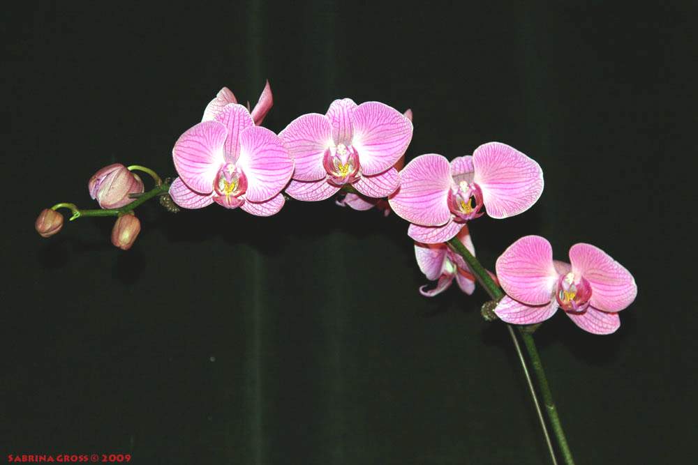 Орхидея. Самое многообразное семейство цветковых растений – орхидные.