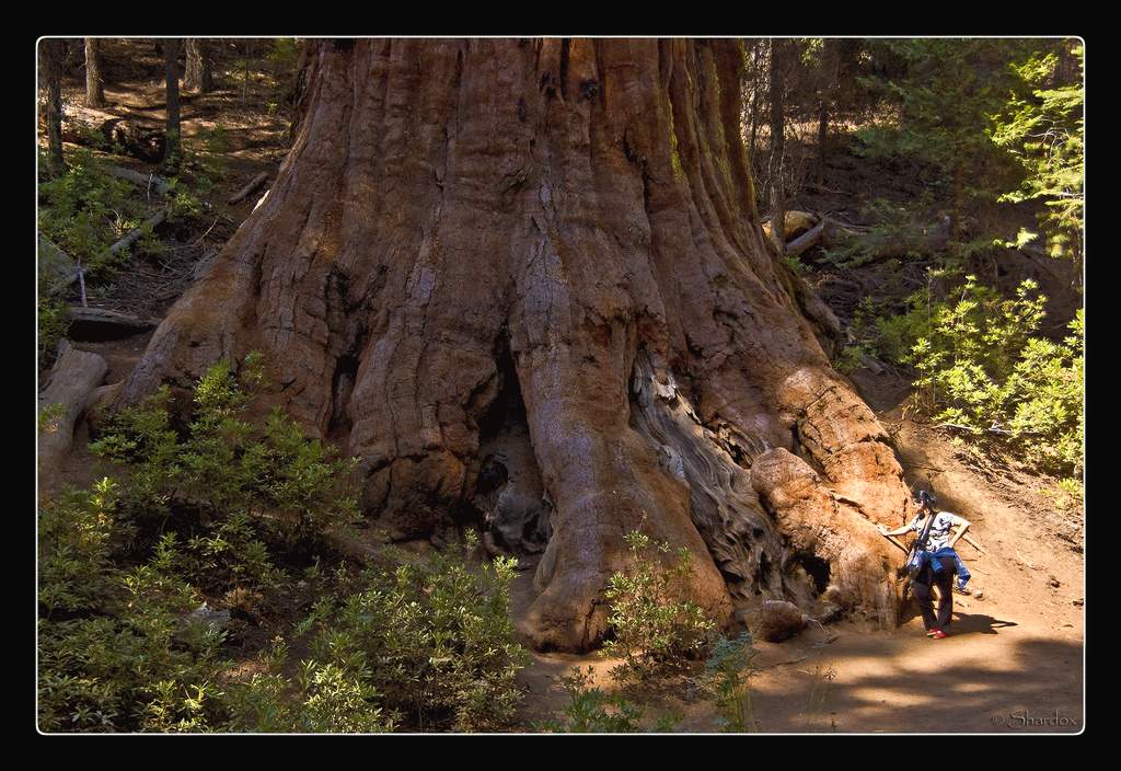 Секвойя вечнозеленая (Sequoia sempervirens).