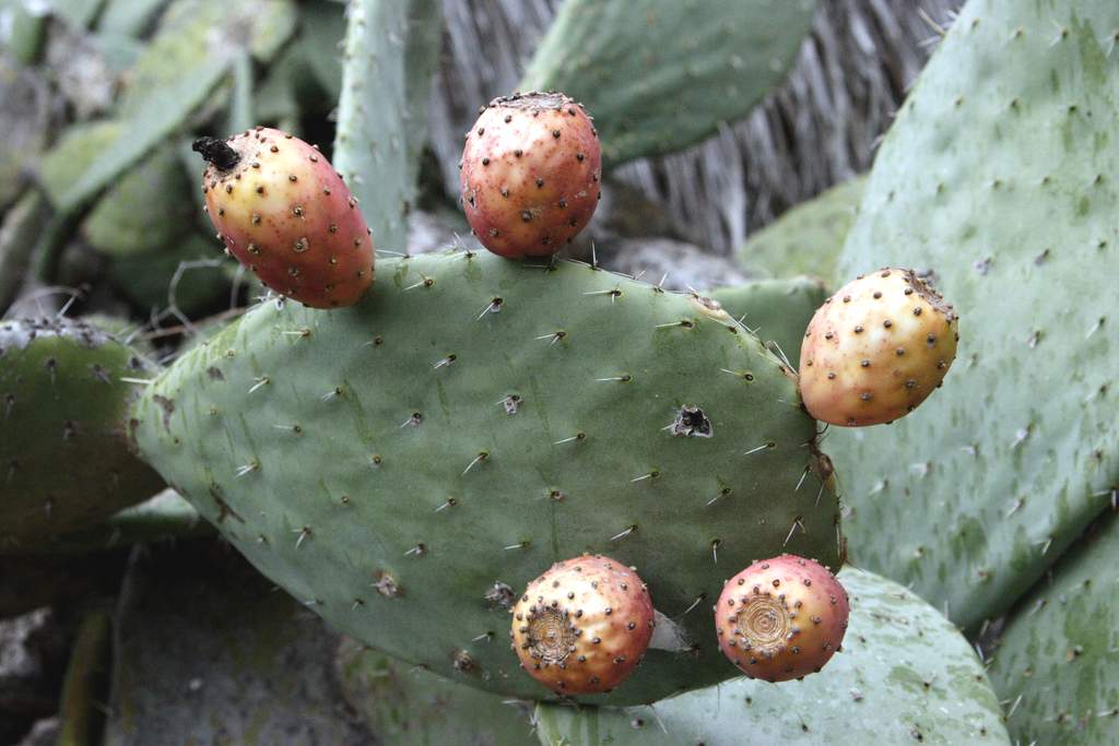 Кактус Opuntia ficusindica — растение, колючее снаружи, внутри — сочное и сладкое. В народе оно известно как опунция инжирная, колючая груша, индийская фига, цабар и еще под десятком других имен.