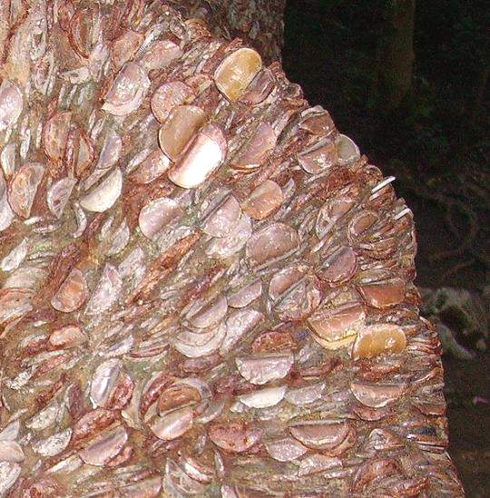 В старой, доброй Англии есть необычная традиция оставлять металлические монеты в коре дерева. 