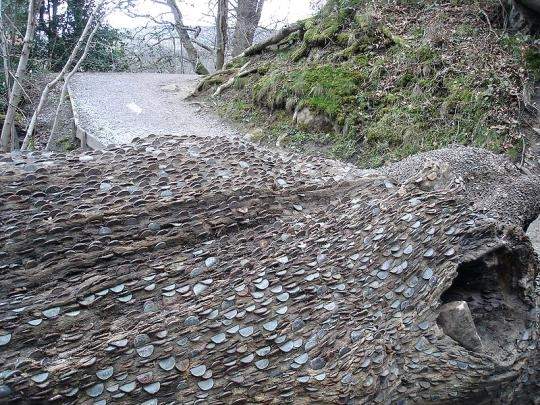 В старой, доброй Англии есть необычная традиция оставлять металлические монеты в коре дерева. 