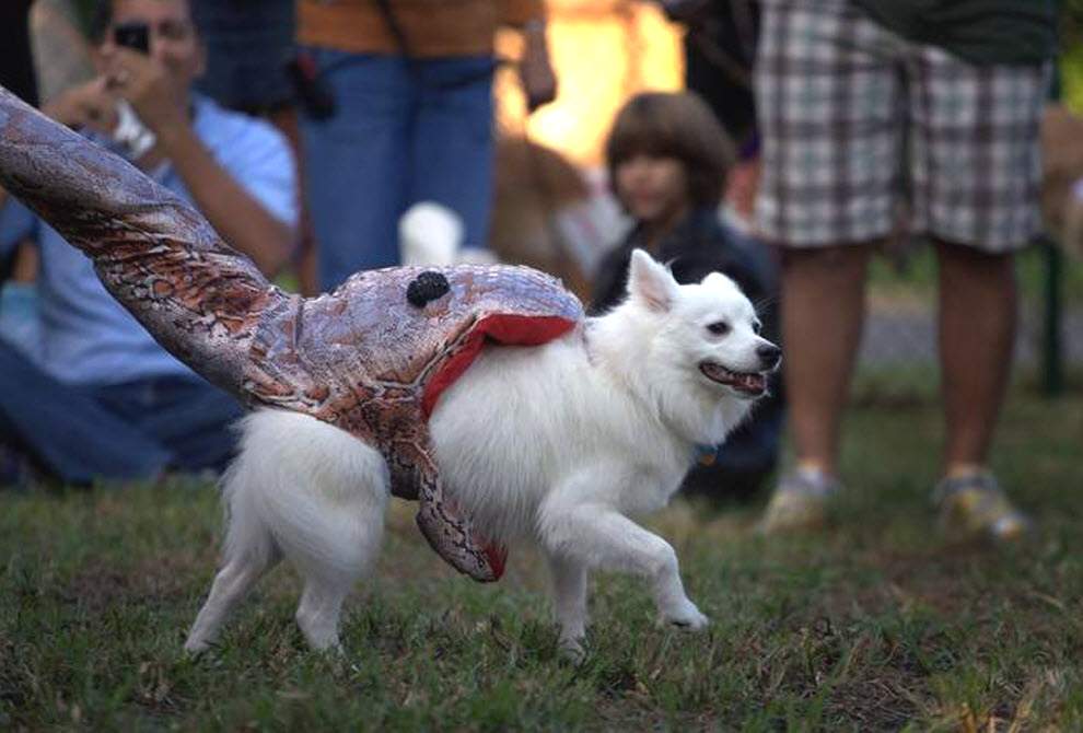 Собака по кличке Пудра в костюме жертвы питона
