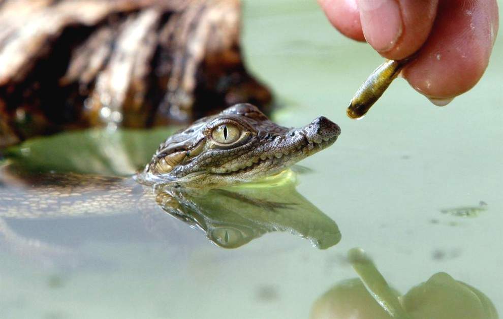 Трехмесячного детеныша крокодила кормят рыбой