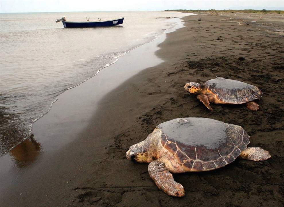 Морские черепахи ползут к Адриатическому морю от пляжа Паток в северо-западной Албании
