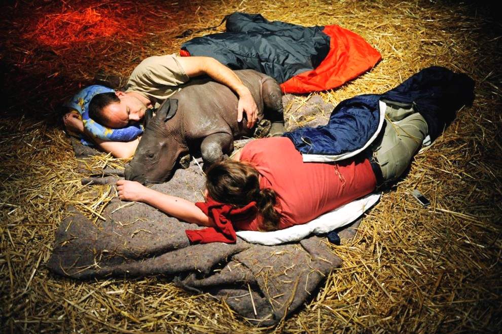 Самка носорога лежит между двумя работниками зоопарка в своем закрытом вольере