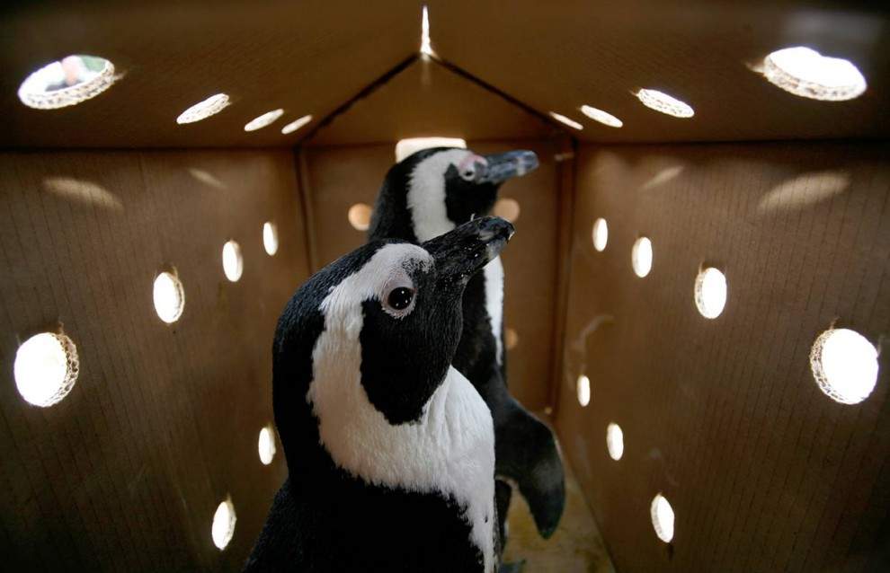 Африканские пингвины ждут освобождения на волю 