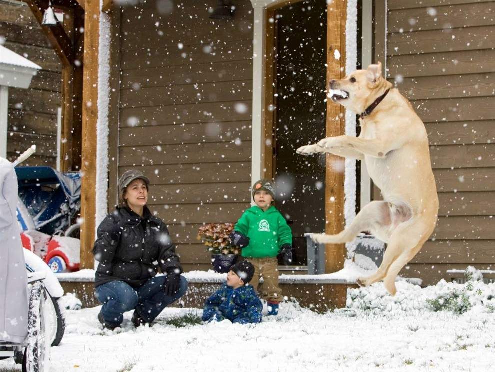 Дети играют с собакой в снежки у своего дома