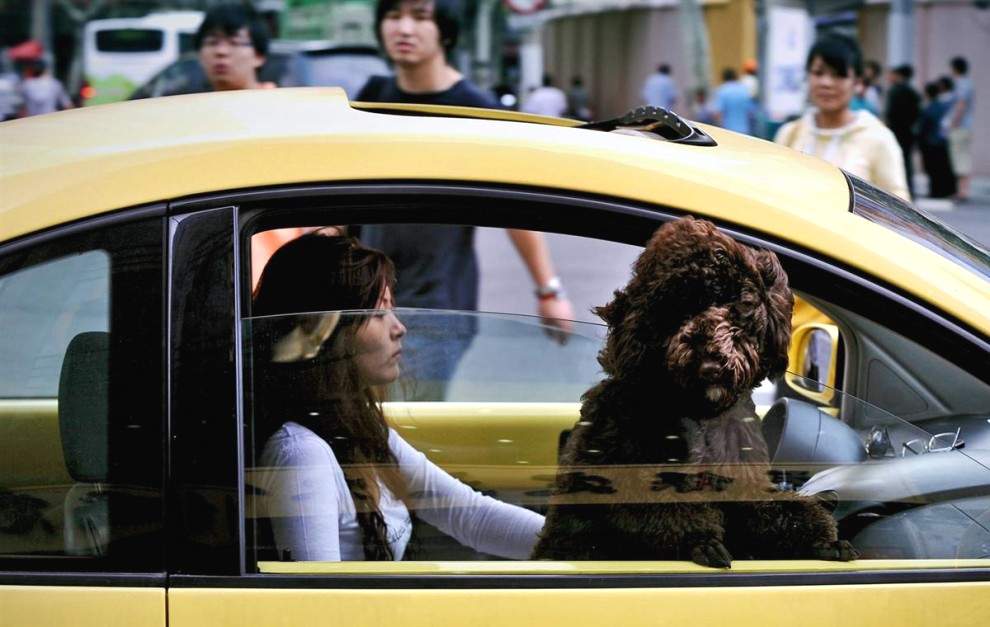Китайская женщина ведет машину, пока ее собака на пассажирском сидении смотрит в окно